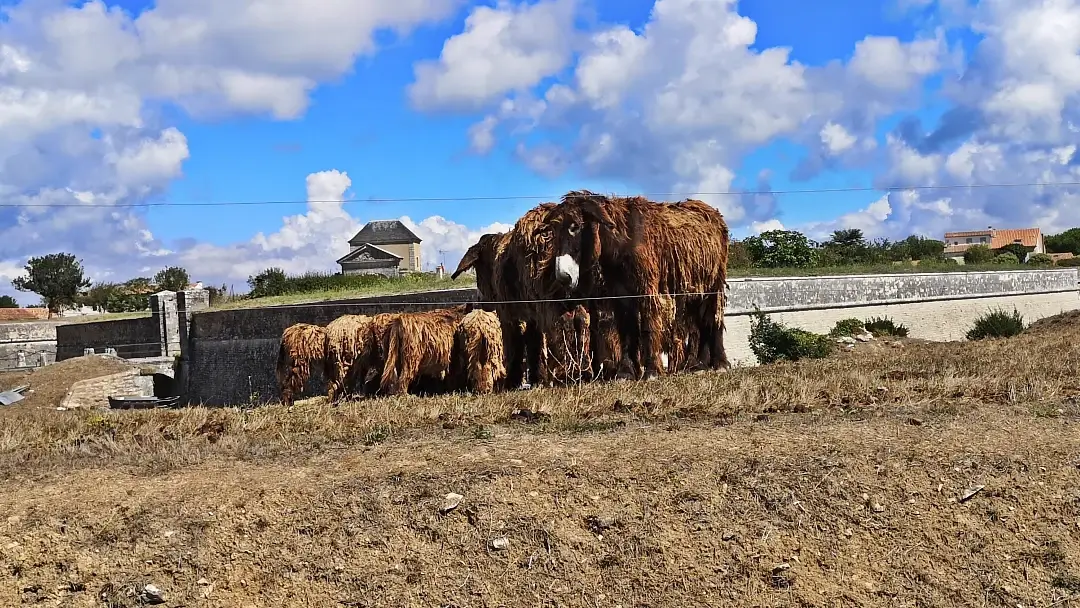 Isla de Ré: Un tesoro natural en el Atlántico francés 17 Baudet de Poitou