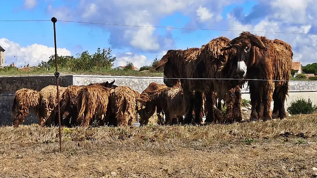 🏁 Ruta en caravana por Francia, Luxemburgo, Países Bajos y Bélgica. Diario de Viaje (40 días / 82 fotos) 78 Baudet du Poitou burros de Poitou isla de Ré