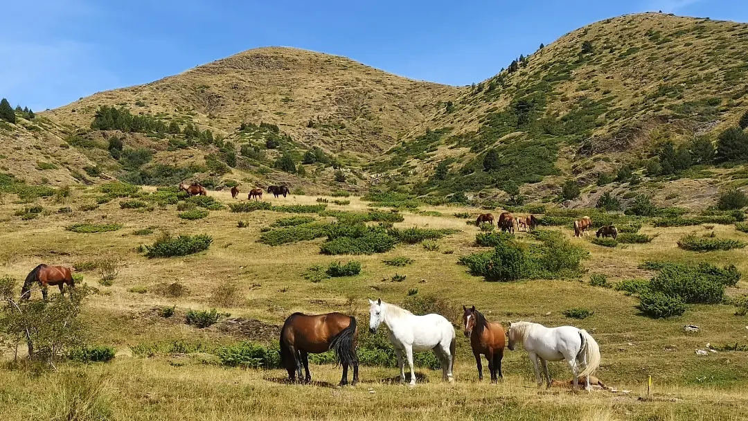 Pirineos: 6 días descubriendo el maravilloso Valle de Tena 9 Valle del Tena