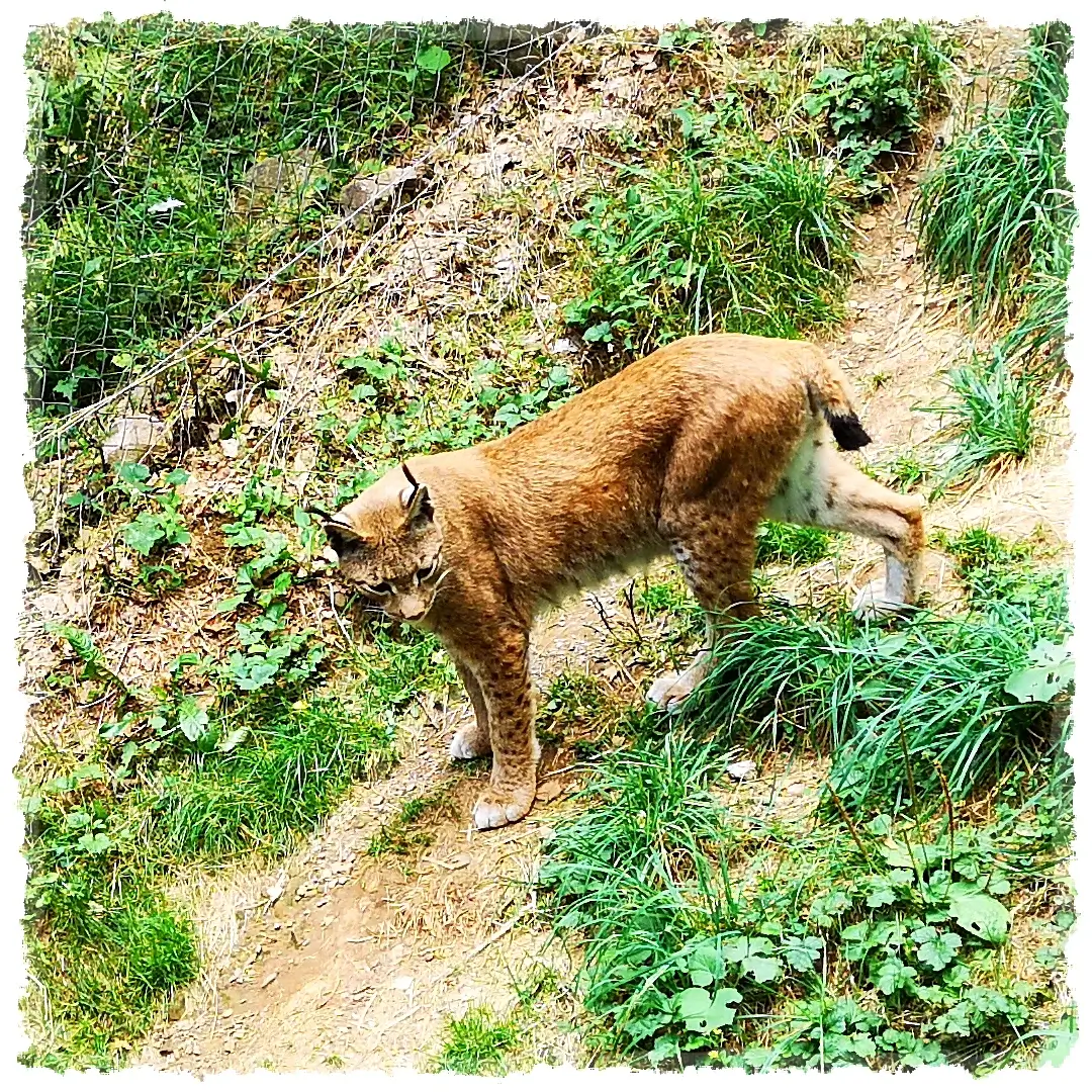 Pirineos: 6 días descubriendo el maravilloso Valle de Tena 21 Lince Boreal (Lynx Lynx)