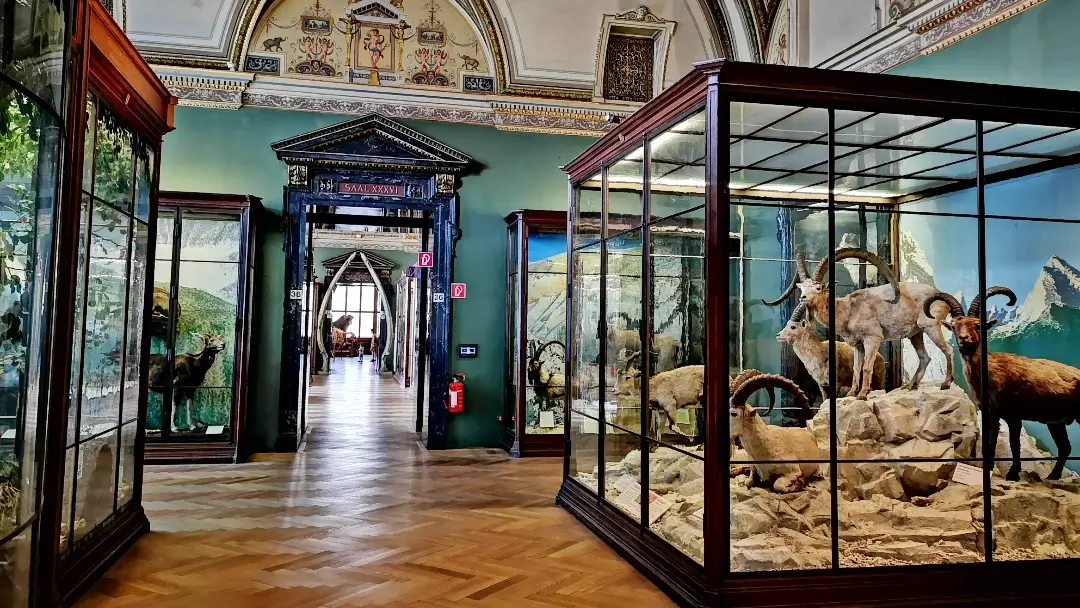 Viajar por Europa con niños: mejores destinos y consejos 14 Museo de Historia natural Viena